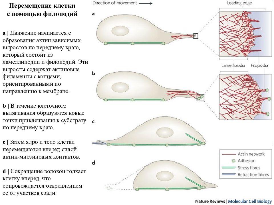Перемещение клетки. Ламеллоподия. Способы движения клеток. Клеточные перемещения. Процесс перемещения клеток называется.