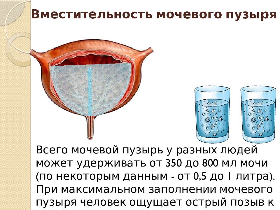Вода попадает в мочевой пузырь через. Емкость мочевого пузыря в норме у взрослого. Вместимость мочевого пузыря. Максимальная емкость мочевого пузыря. Максимальная вместимость мочевого пузыря.