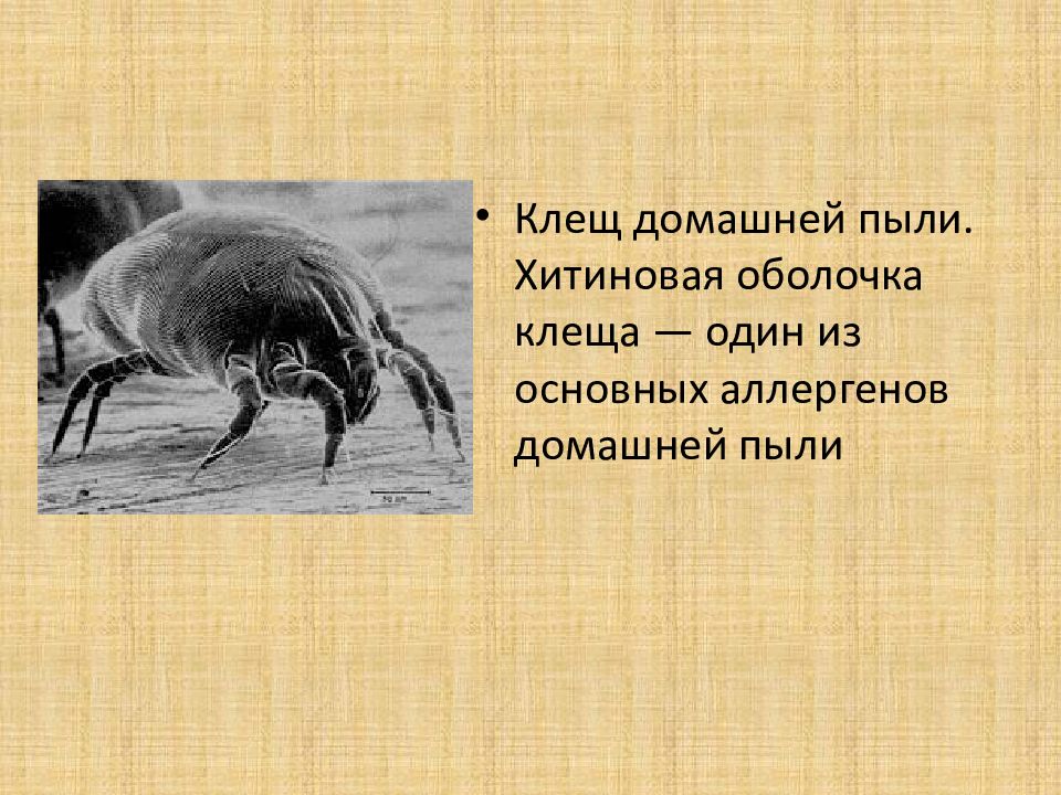 Аллергия на клещей домашней пыли. Клещи домашней пыли аллерген. Аллергены клещей домашней пыли. Хитиновая оболочка клеща. Аллергия на клеща домашней пыли.