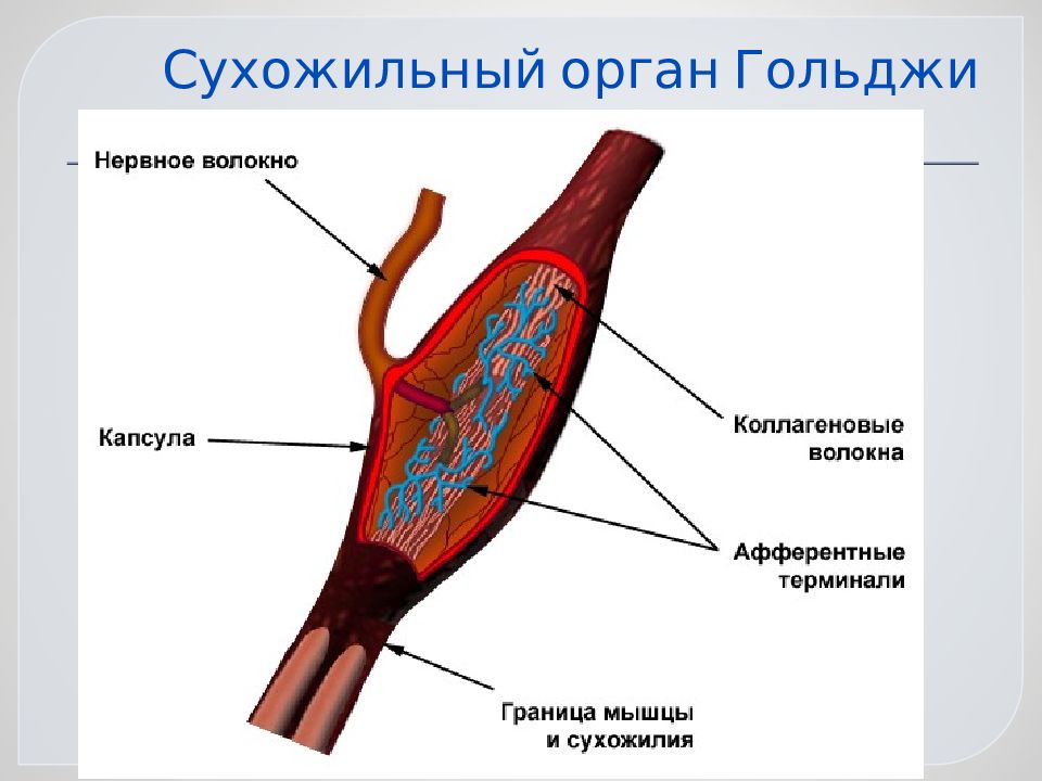 Рецепторы мышц. Нервно-сухожильные веретена. Нервно сухожильные веретена строение. Сухожильный орган Гольджи строение. Сухожильный орган Гольджи (нервно-сухожильное Веретено).