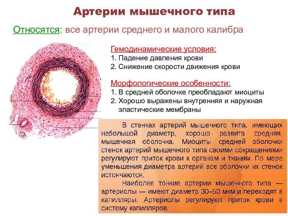 Артерия мышечного типа рисунок