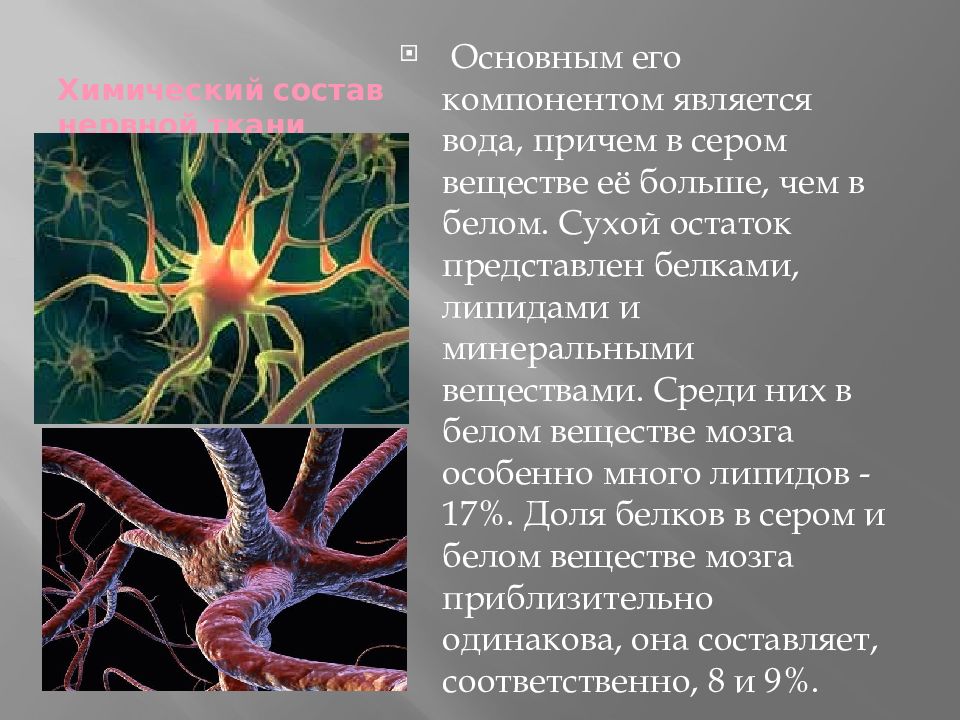 Вещество нервной ткани. Липиды нервной ткани. Белки нервной ткани. Химический состав нервной ткани.