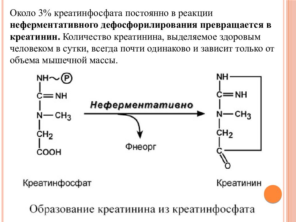 Креатинин функция. Синтез креатина, креатинфосфата, креатинина. Реакция образования креатинина из креатинфосфата. Синтез креатинина биохимия реакции. Реакция синтеза креатинфосфата.