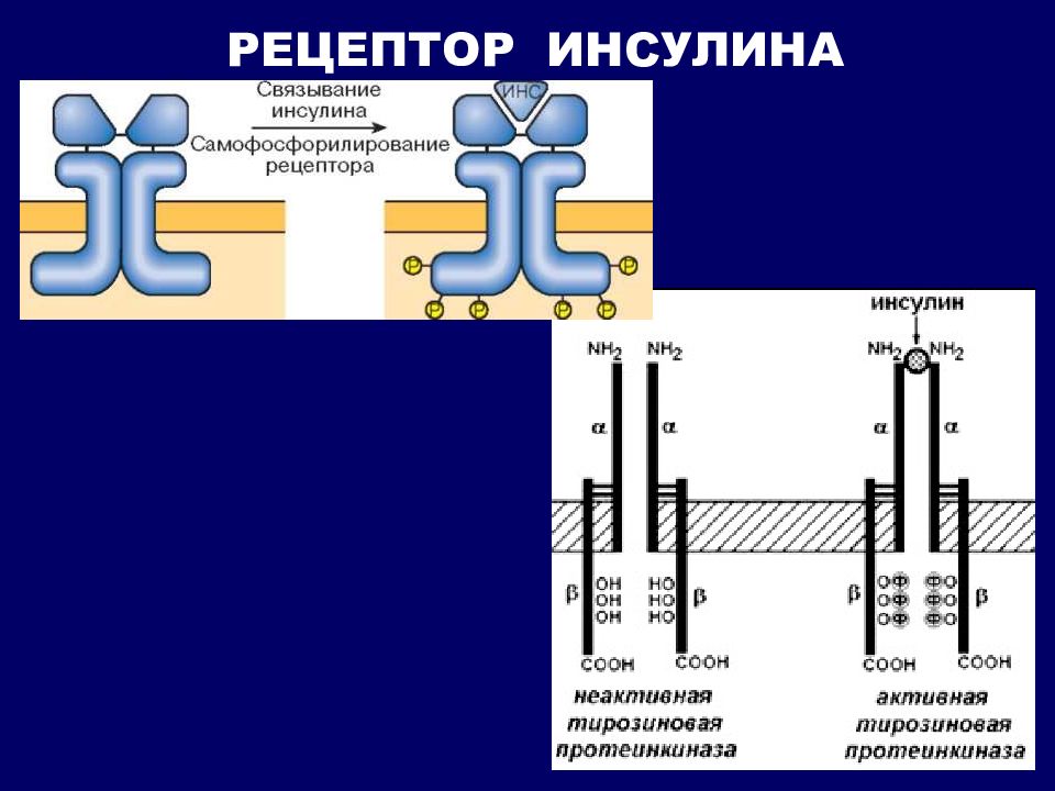 Схема рецептора. Схема строения рецептора инсулина. Строение инсулинового рецептора. Связывание инсулина с рецептором. Тирозиновая протеинкиназа Рецептор инсулина.