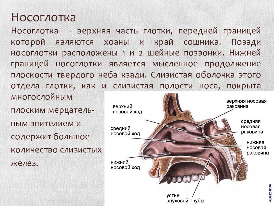 Анатомия ротоглотки в картинках