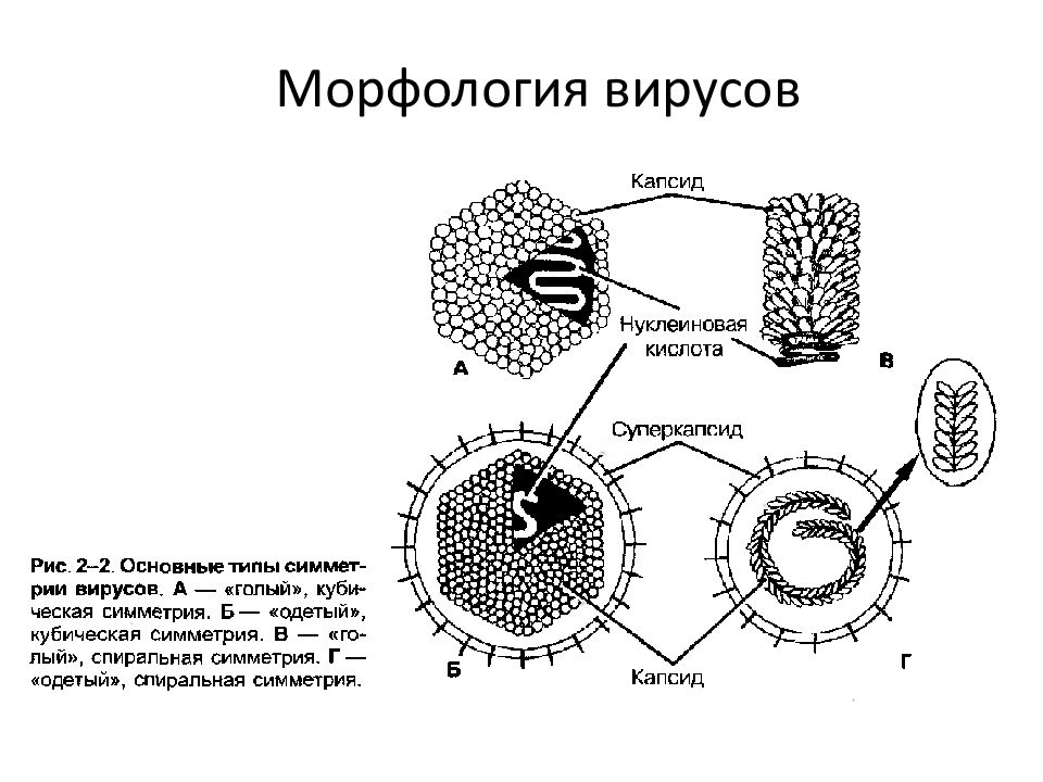 Принцип вируса. Морфология и структура вирусов. Строение вирусов микробиология. Морфология и физиология вирусов микробиология. Морфология и строение вирусов.