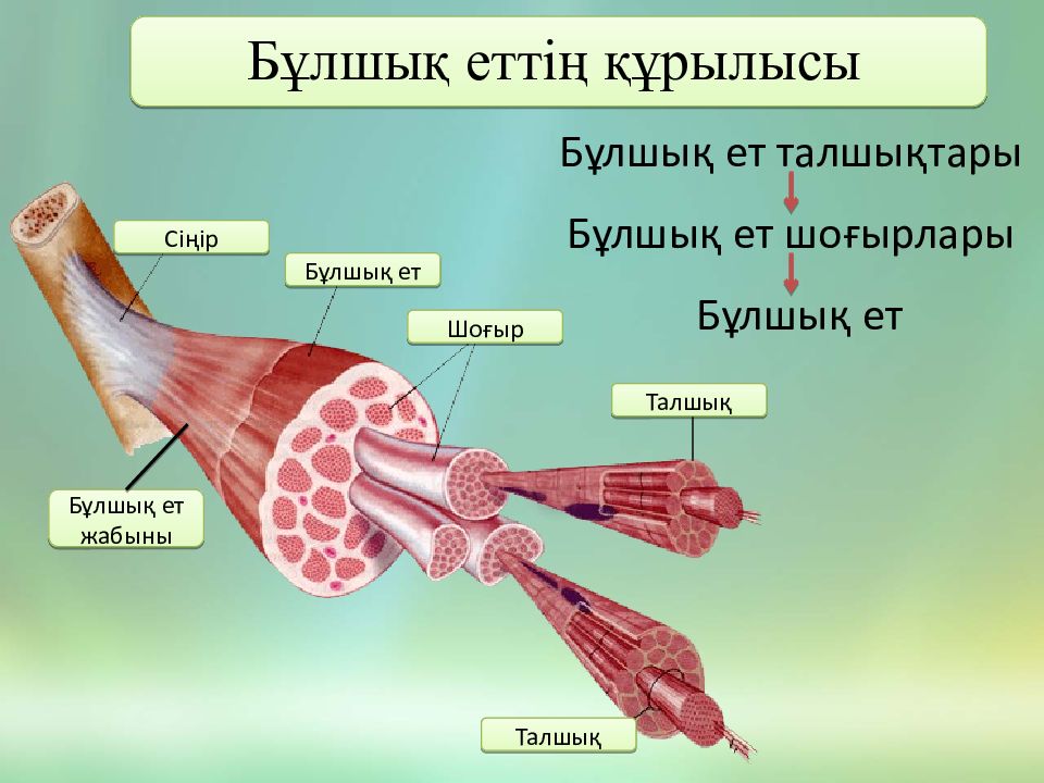 Бұлшық ет