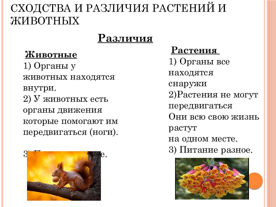 Питание растений и животных различия