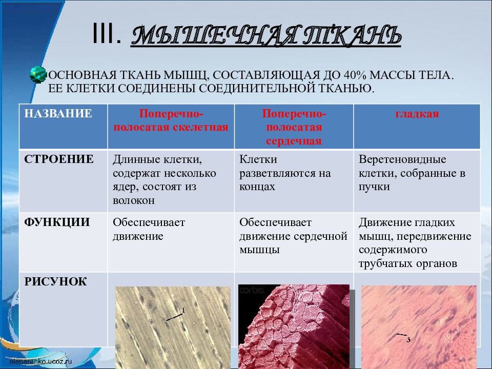 Ткани человека презентация 8 класс биология