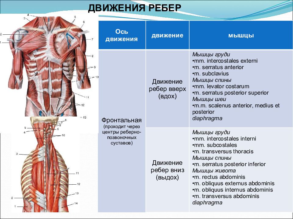 Мышцы принимают участие в дыхании. Мышцы приводящие в движение ребра. Движение ребер мышцы производящие это движение. Мышцы, производящие движения ребер, их кровоснабжение и иннервация.. Мышцы производящие движения грудной клетки.