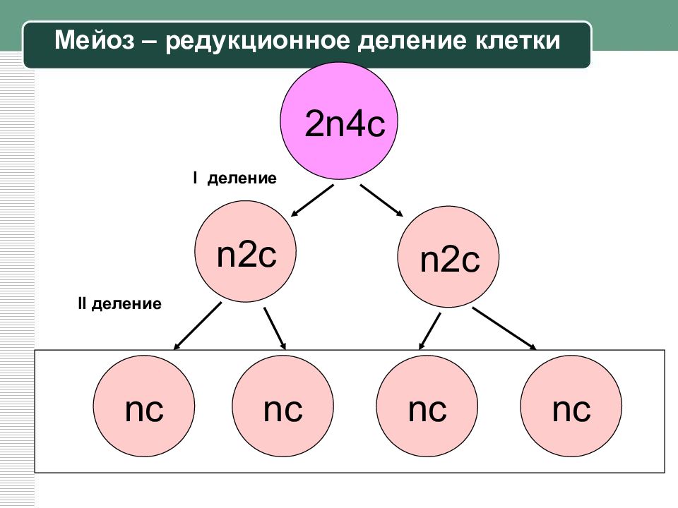 2.4 n. Мейоз схема 2n2c. Мейоз формулы. 2n 2 мейоз. Мейоз 2n4c таблица.