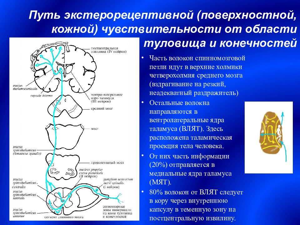 Поверхностные пути. Путь глубокой чувствительности неврология. Структура поверхностной чувствительности. Путь поверхностной чувствительности схема. Спинномозговая петля среднего мозга.