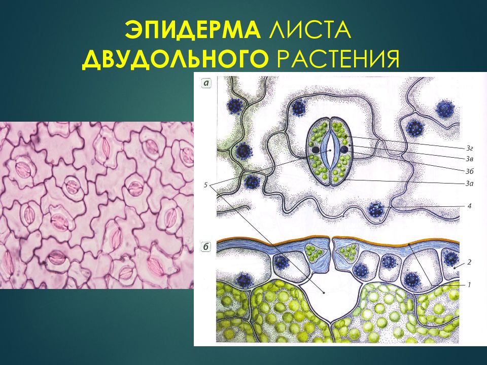 Эпидермис листа. Эпидерма листа двудольного растения. Эпидерма листа ириса. Нижняя эпидерма листа пеларгонии. Эпидерма нижней стороны листа пеларгонии.