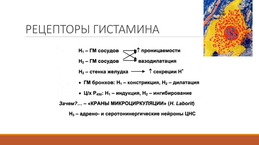 Механизм действия гистамина. Н1 и н2 гистаминовые рецепторы. Локализация н2 гистаминовых рецепторов. H1 гистаминовые рецепторы локализация. H1 рецепторы гистамина.