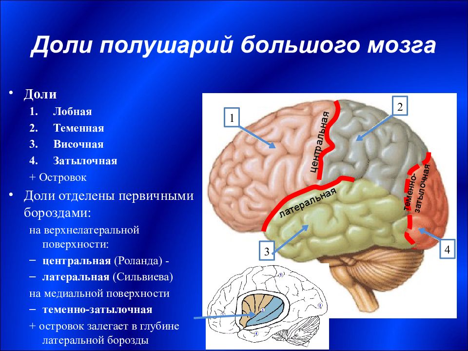 Мозг называют. Лобный полюс полушария мозга. Затылочная доля коры больших полушарий. Доли полушария большого мозга биология 8 класс. Строение лобной доли коры головного мозга.