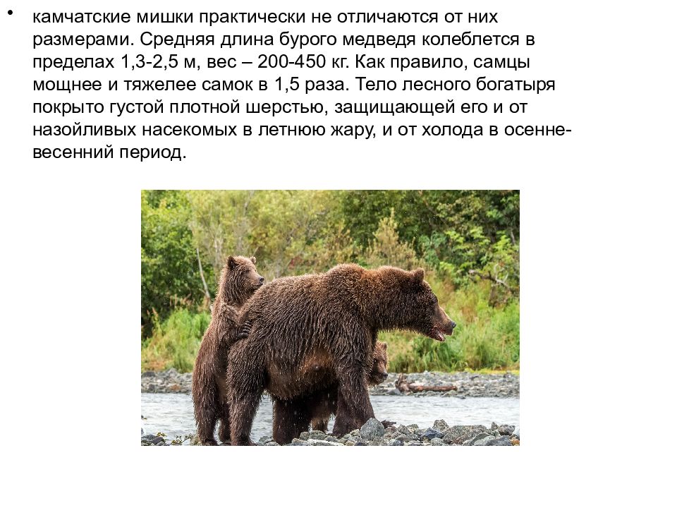 Бурый медведь презентация. Бурый медведь слайд. Бурый медведь вес. Бурый медведь вес и рост.