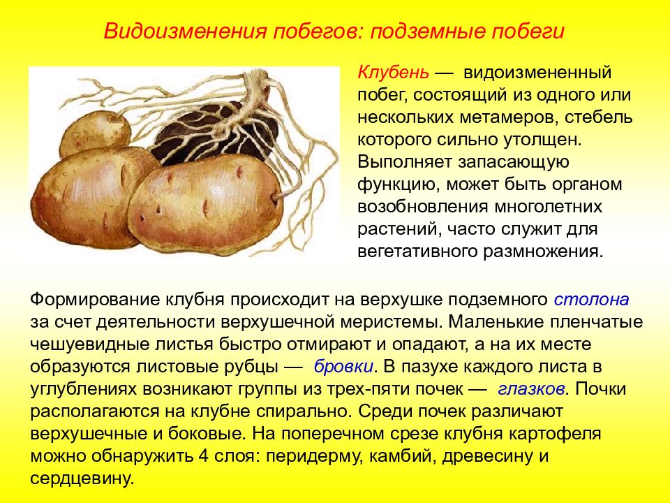 Назовите подземный побег. Подземные побеги. Видоизмененные подземные побеги. Клубень видоизмененный побег. Видоизменённые подземные побеги клубень.