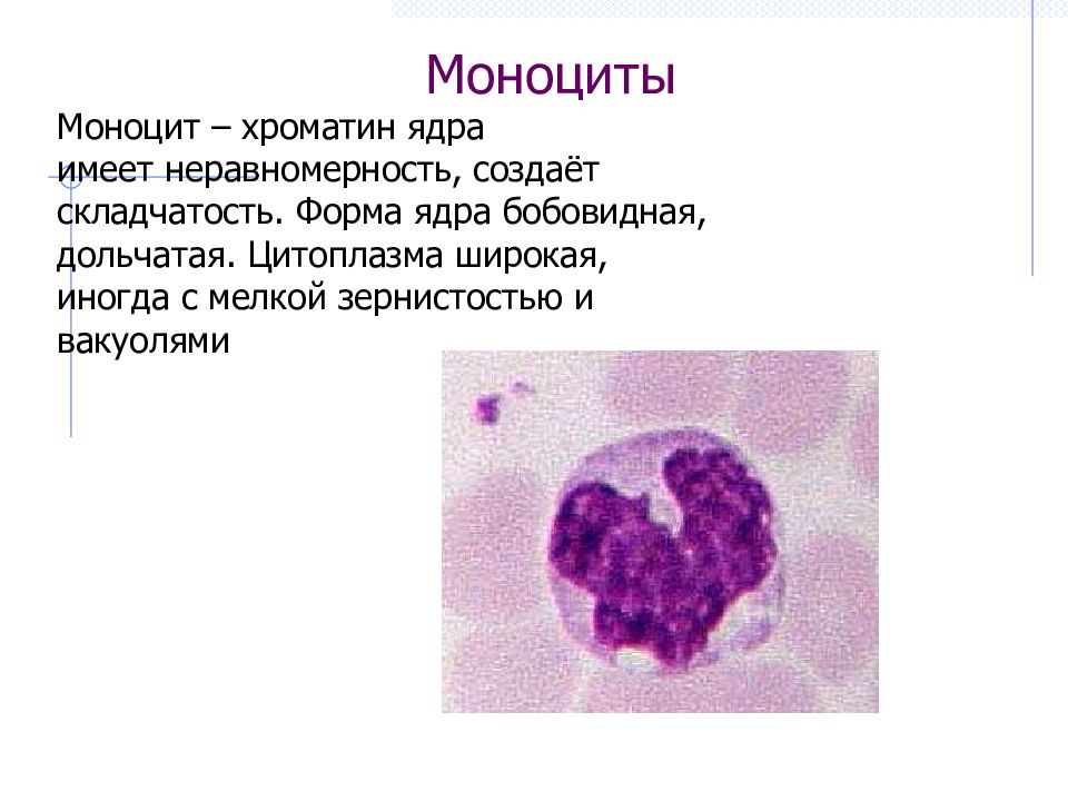 Строение моноцитов гистология. Моноцит строение клетки. Моноциты строение.