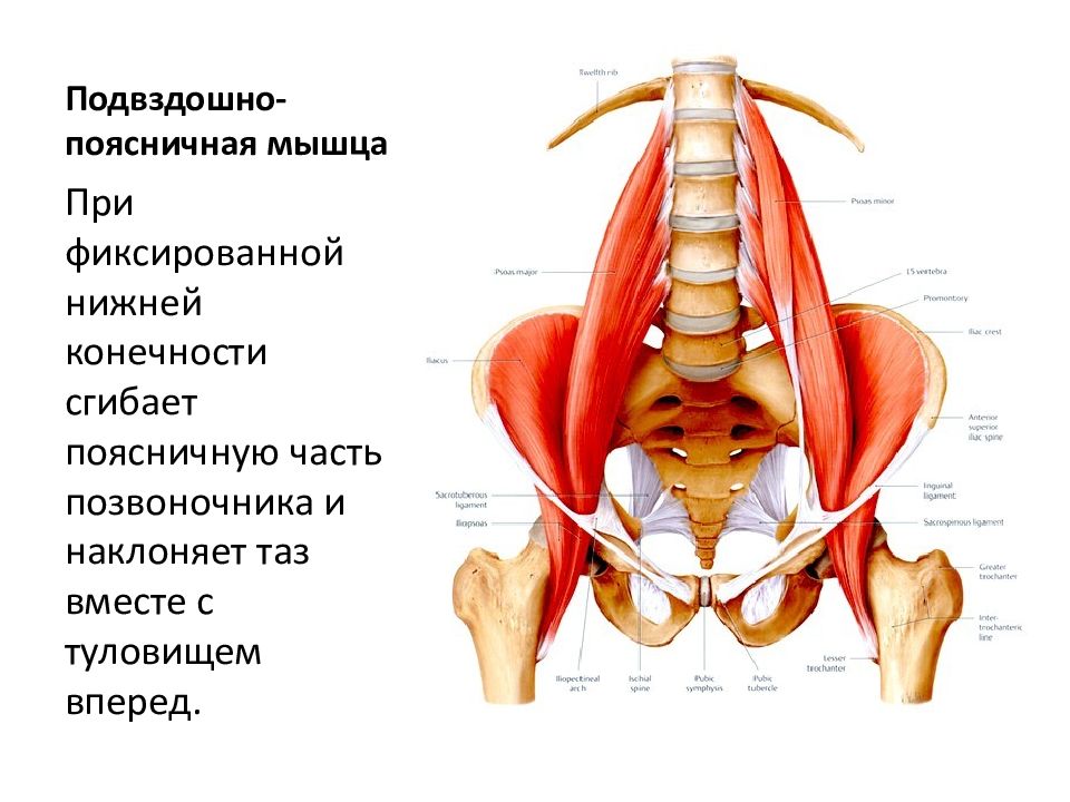 Квадратная мышца поясницы анатомия функции