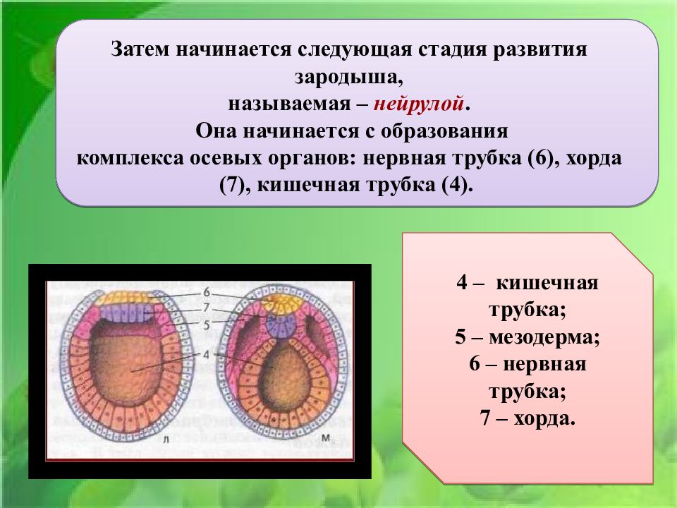 Развитие организма человека 8 класс презентация