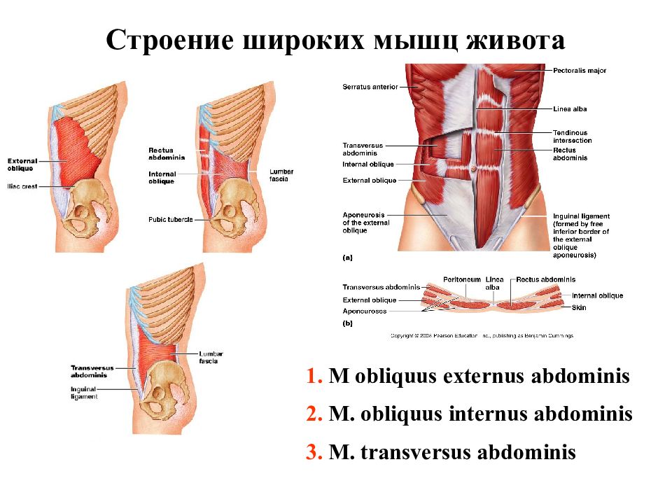 Атлас мышцы брюшной полости