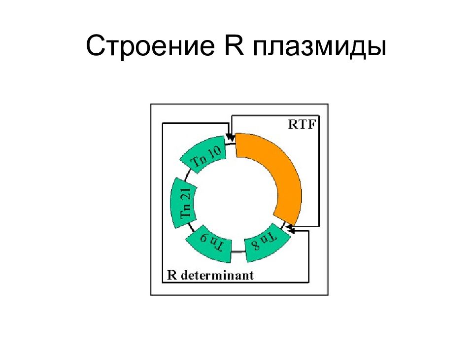 Строение р. Строение r плазмид. R плазмиды функции строение. Строение f плазмиды. Строение плазмиды.