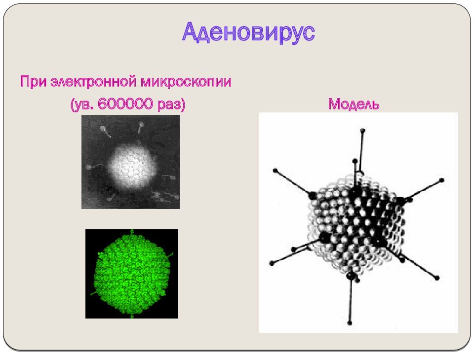 Аденовирус. Аденовирус иммунитет. Иммунитет при аденовирусе. Аденовирус морфология. Аденовирус строение.