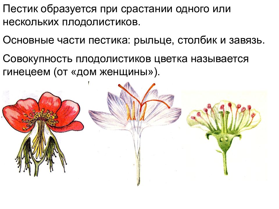 Генеративная часть цветка. Генеративные органы цветки соцветия биология 6. Генеративные органы растений цветок. Генеративные органы цветки соцветия. Генеративные органы растений презентация.