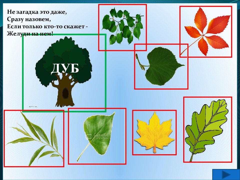 С какого дерева листок дидактическая игра картинки