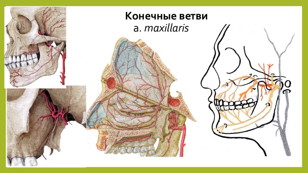 Конечные ветви