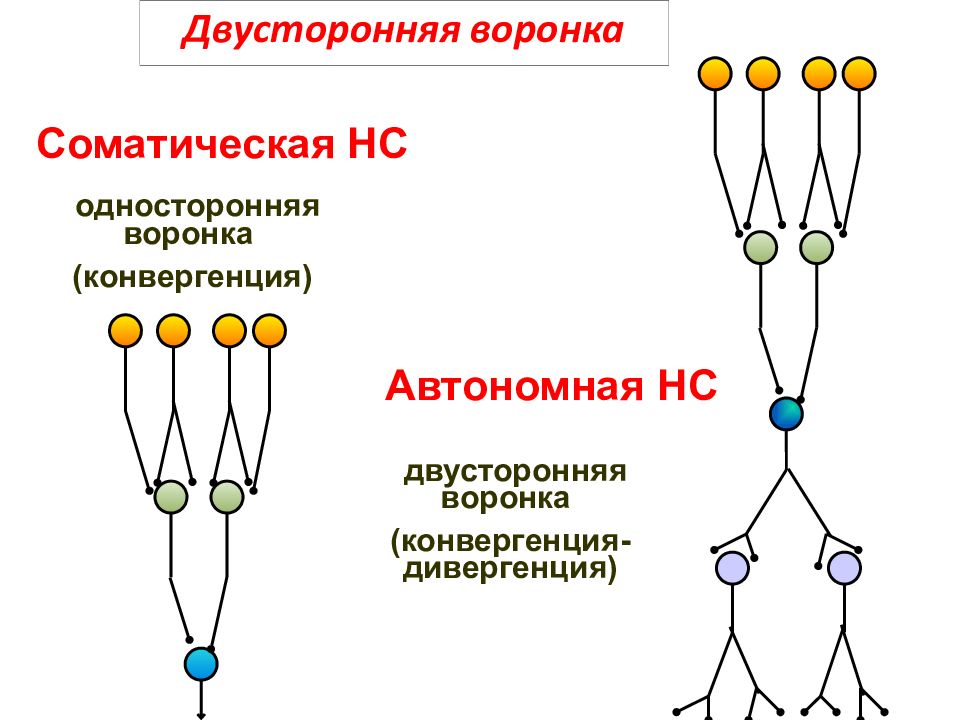 Соматическая клетка набор