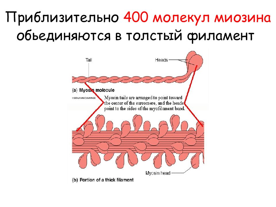 Синтез миозина. Строение актина биохимия. Структура миозина биохимия. Структура и функции миозина. Миозин структура белка.