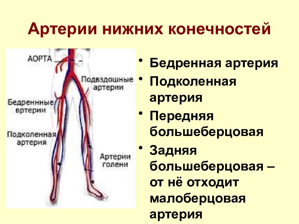 Пульсация артерий стопы