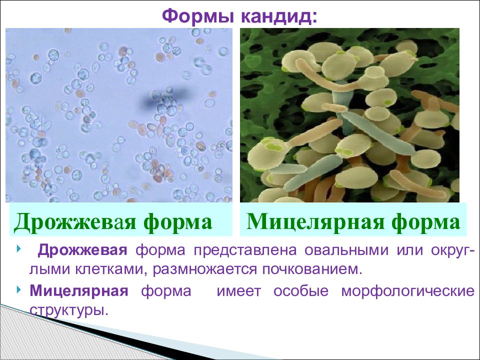 Candida spp. Дрожжевой грибок кандида. Кандида относятся к царству. Дрожжевая форма кандид.