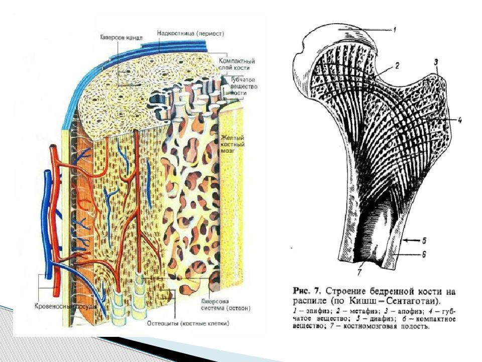 Под надкостница. Анатомия кость надкостница. Строение кости эндост периост. Строение надкостницы анатомия. Надкостница кости гистология.