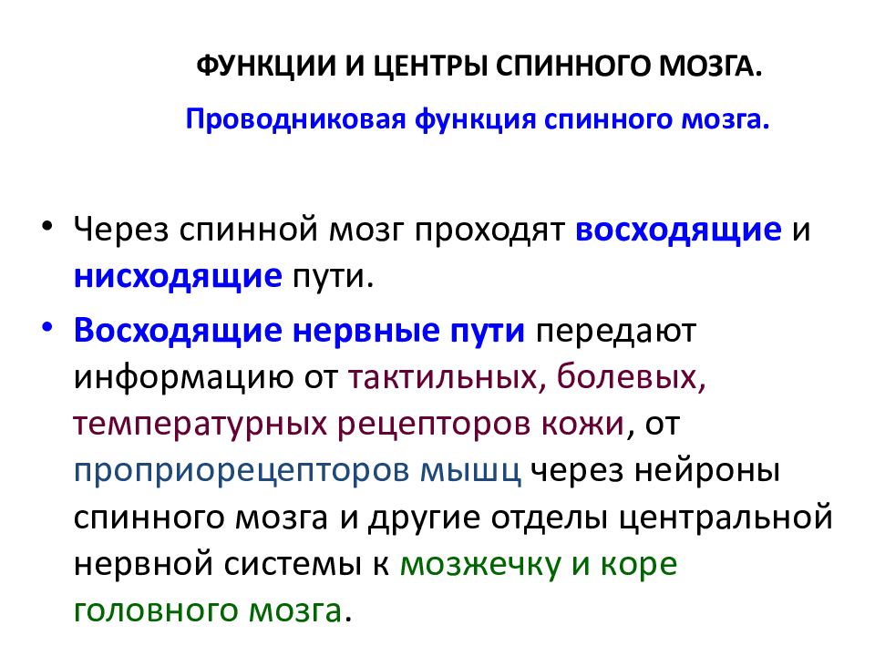 2 основные функции спинного мозга. Развитие спинного мозга.