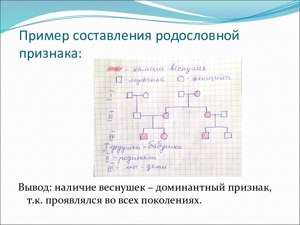 Родословная человека схема