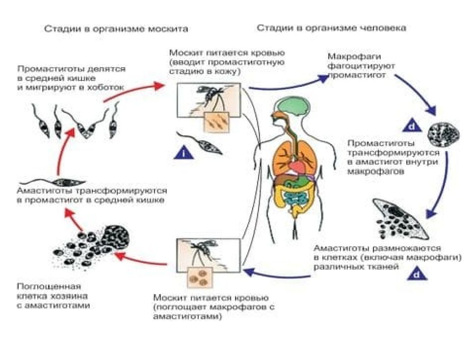 Схема жизненного цикла лейшмании висцеральной. Лейшмании лабораторная диагностика. Жизненный цикл лейшмании схема. Инвазионная стадия лейшмании. Leishmania жизненный цикл.