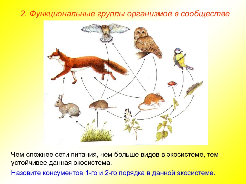 Цепочка консументов. Группы организмов в сообществе. Функциональные группы организмов в сообществе. Три функциональные группы организмов. Назовите консументов 1-го и 2-го порядка в данной экосистеме.