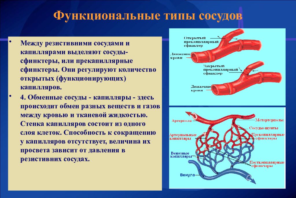 Артерии вены капилляры слои. Обменные сосуды(капилляры) физиология. Типы кровеносных сосудов. Артерии сосуды капилляры. Функциональные типы сосудов.