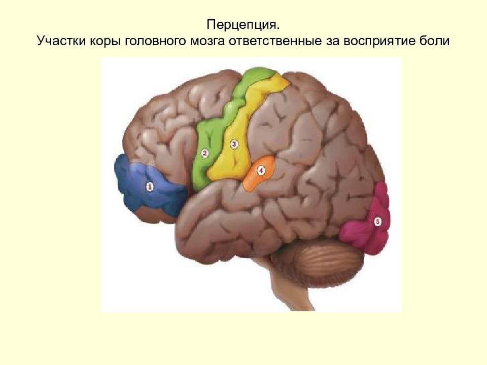 Болевой центр в мозге