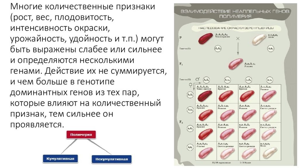 Признаки роста. Полимерное взаимодействие неаллельных генов. Полимерное наследование генов. Полимерия это взаимодействие. Полимерное взаимодействие генов цвет кожи.