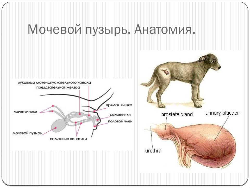 Собака мочевой. Строение мочевого пузыря у собаки. Мочевой пузырь у немецкой овчарки. Мочевой пузырь собаки анатомия.