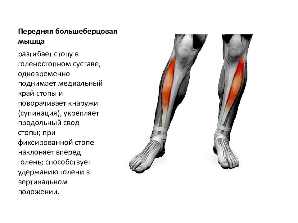 Тянет голень. Мышцы голени спереди. Строение мышц ног сбоку.