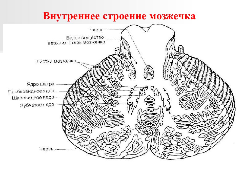 Ядра мозжечка схема