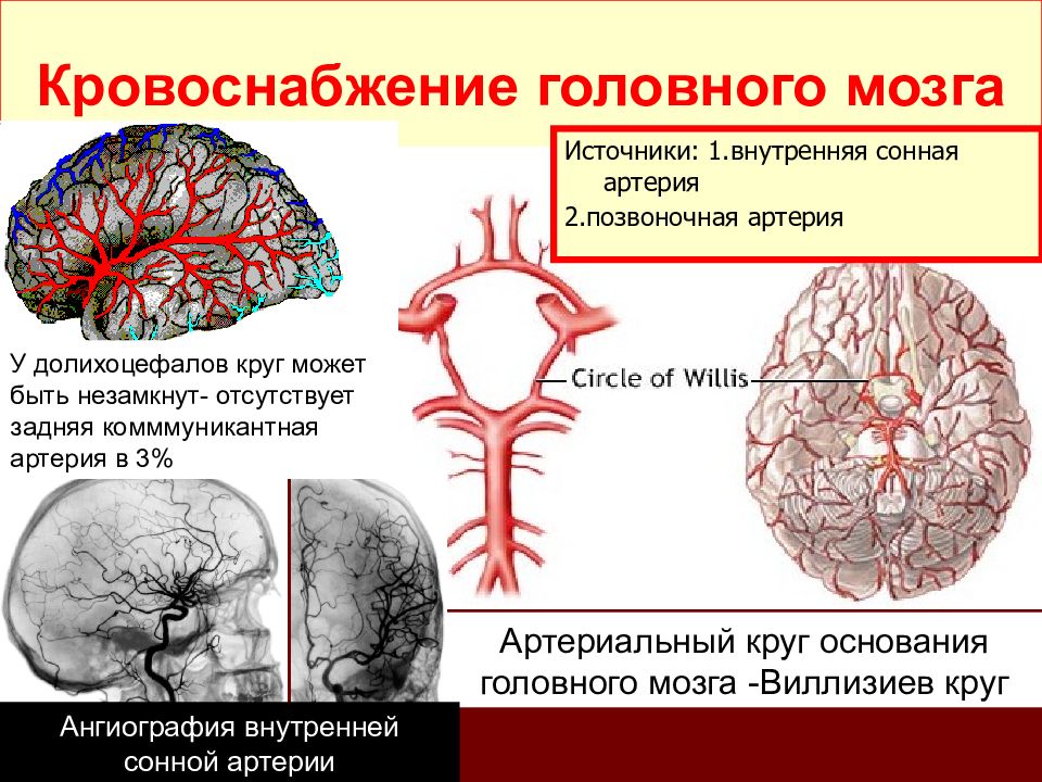 Кровоснабжение головного мозга. Кровообращение головного мозга. Источники кровоснабжения головного мозга. Кровоснабжение мозга анатомия. Кровоснабжение головы.