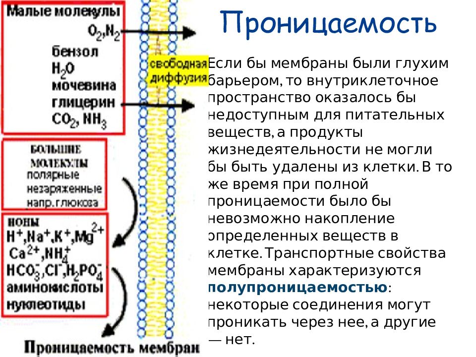Обеспечивает избирательную проницаемость веществ. Обеспечивает избирательную проницаемость веществ