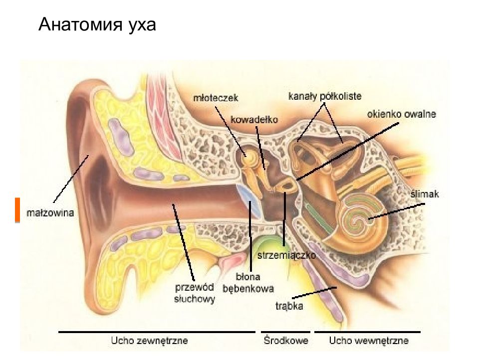 Внутренний слуховой проход латынь. Наружный слуховой проход. Анатомия уха лекция.