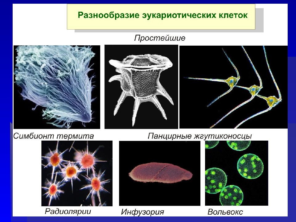 Биология 1. Презентация 1 курс что такое биология.