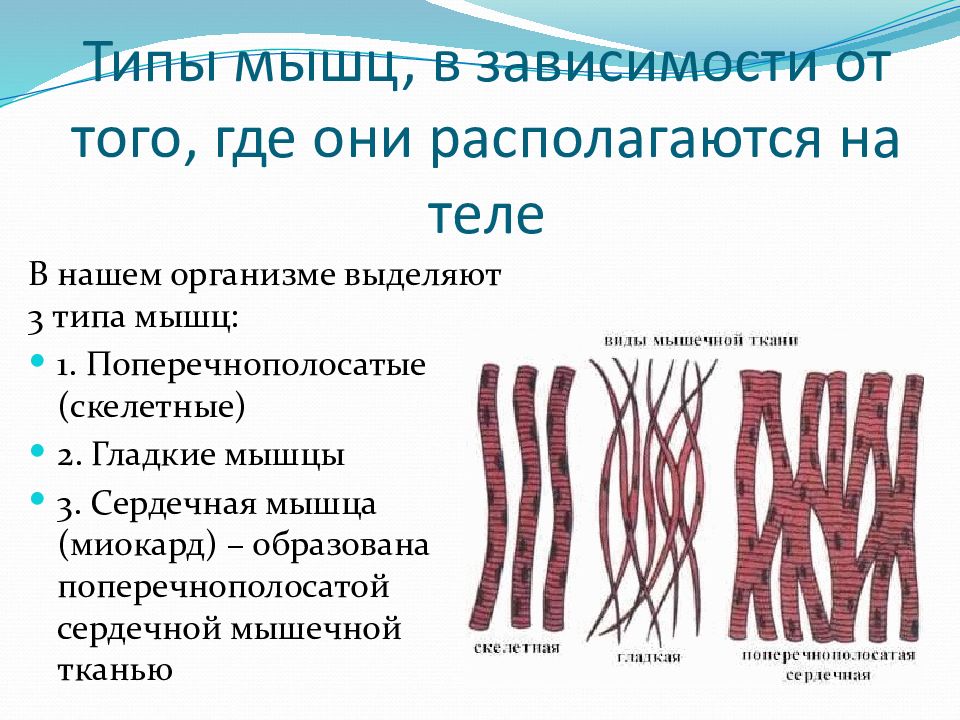 Назовите виды мышечной ткани изображенные на рисунке 3 напишите их названия